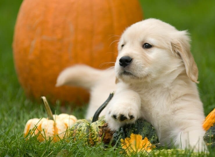 Shamrock Golden Retriever Puppy