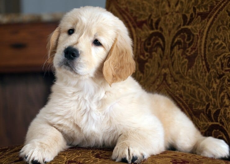 Shamrock Golden Retriever Puppy