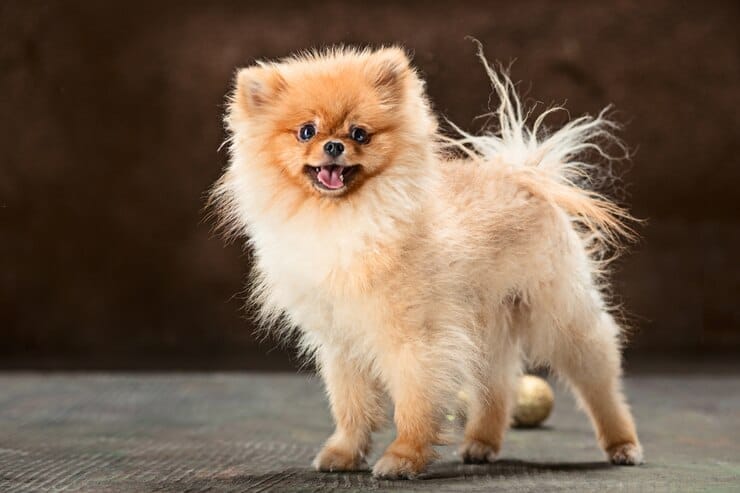 Golden Retriever Chow Mix