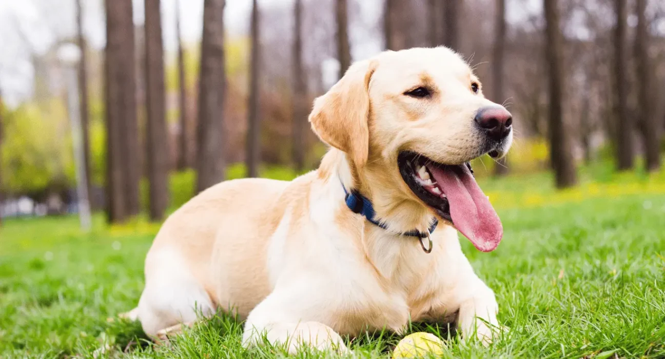 Boy Dog Names