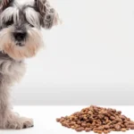 What should you know about raising a Pitbull Puppy?