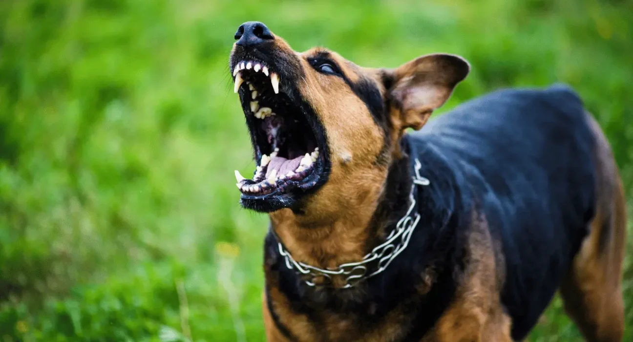 Farmers dog