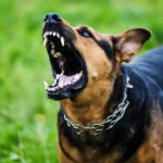 Is It Safe to Include Tomatoes in Your Dog’s Diet?