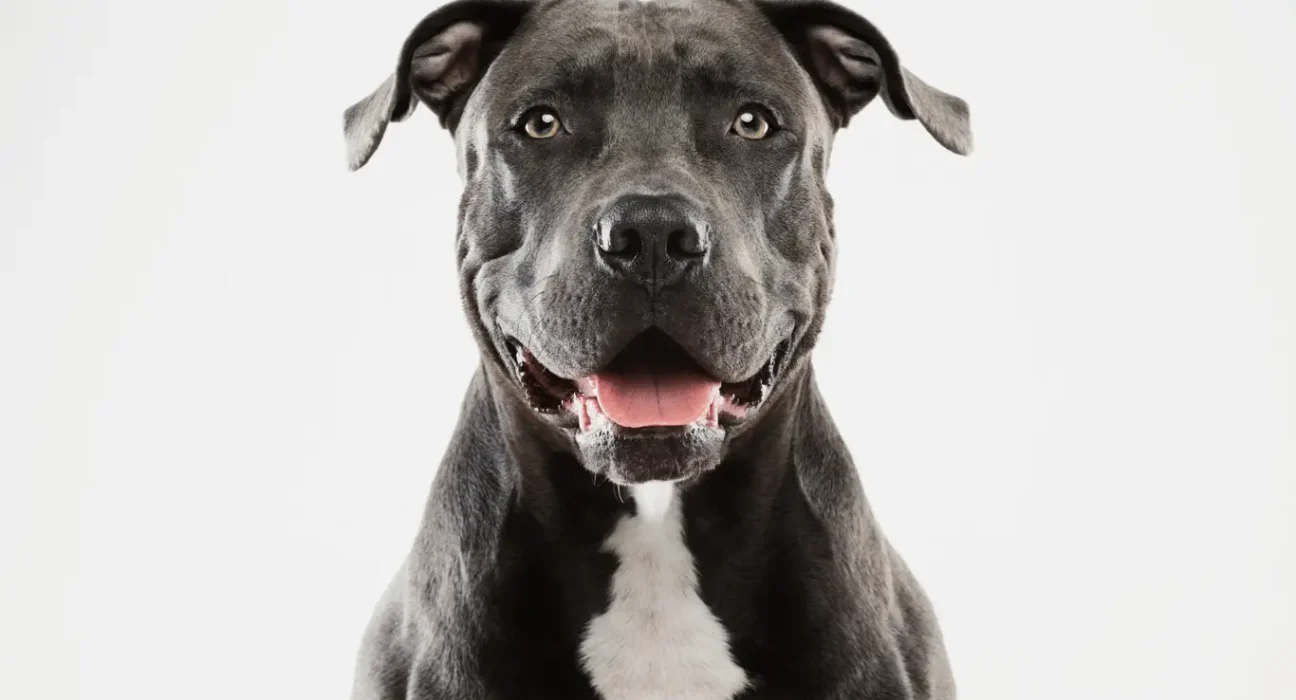 Pitbull dog