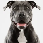 Best dog food for pitbulls dry and grain-free