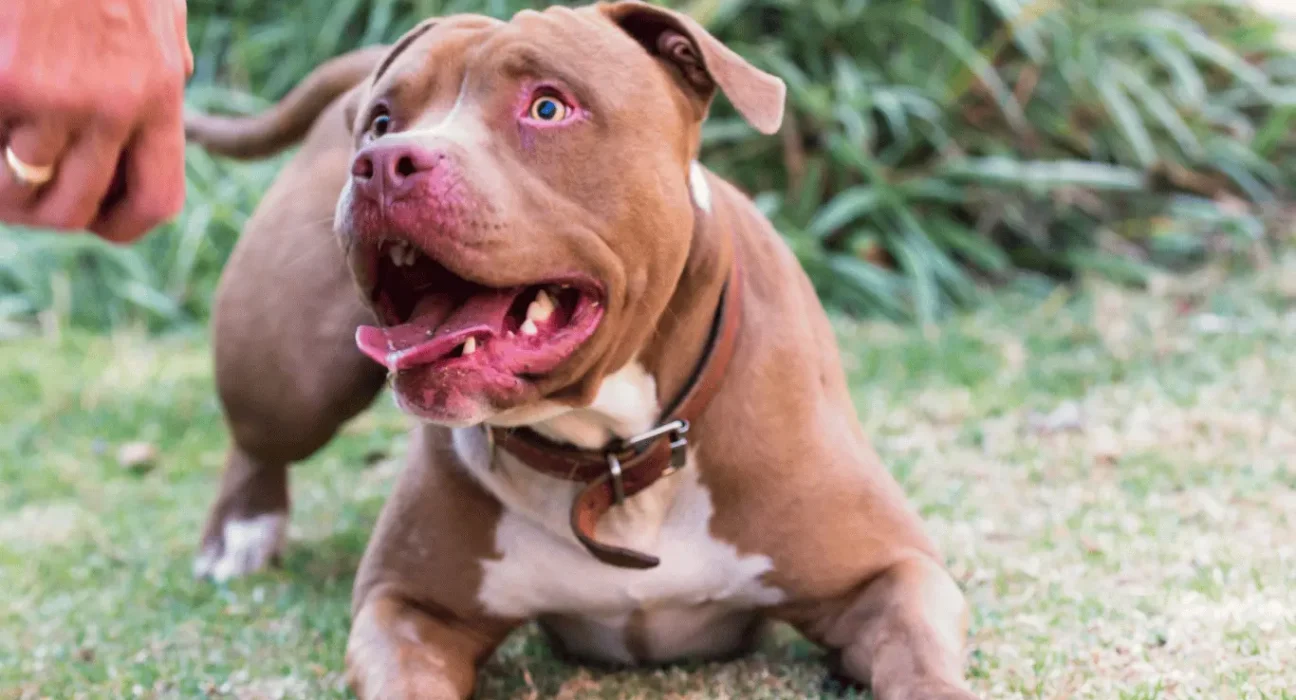 Pitbull dog price