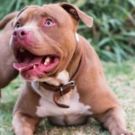 Is the Lab Pitbull Mix a Great Family Dog? Pros and Cons Explained