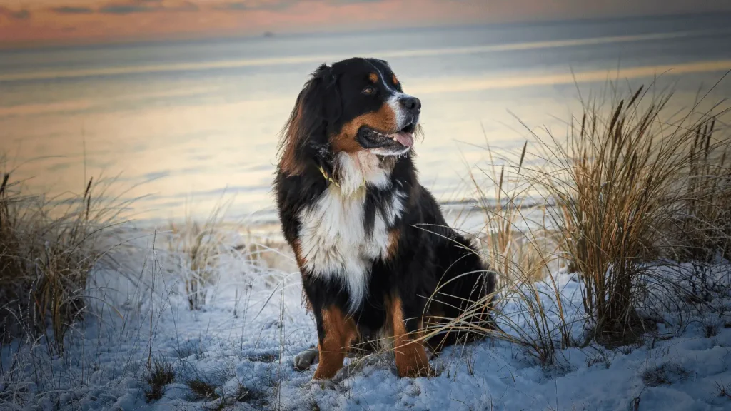 Bernese Mountain Dog Bedding