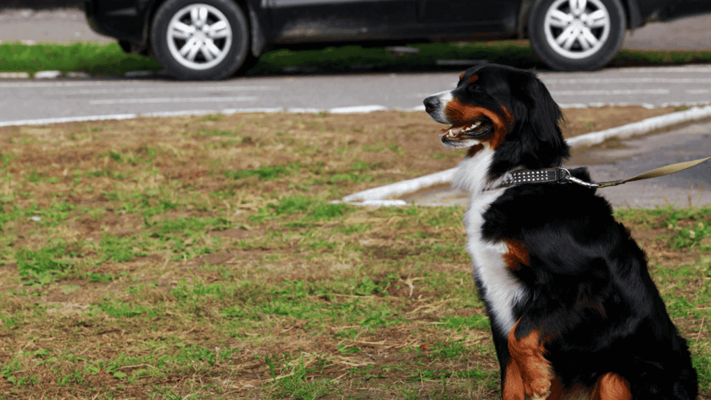 Bernese Mountain Dog Bedding