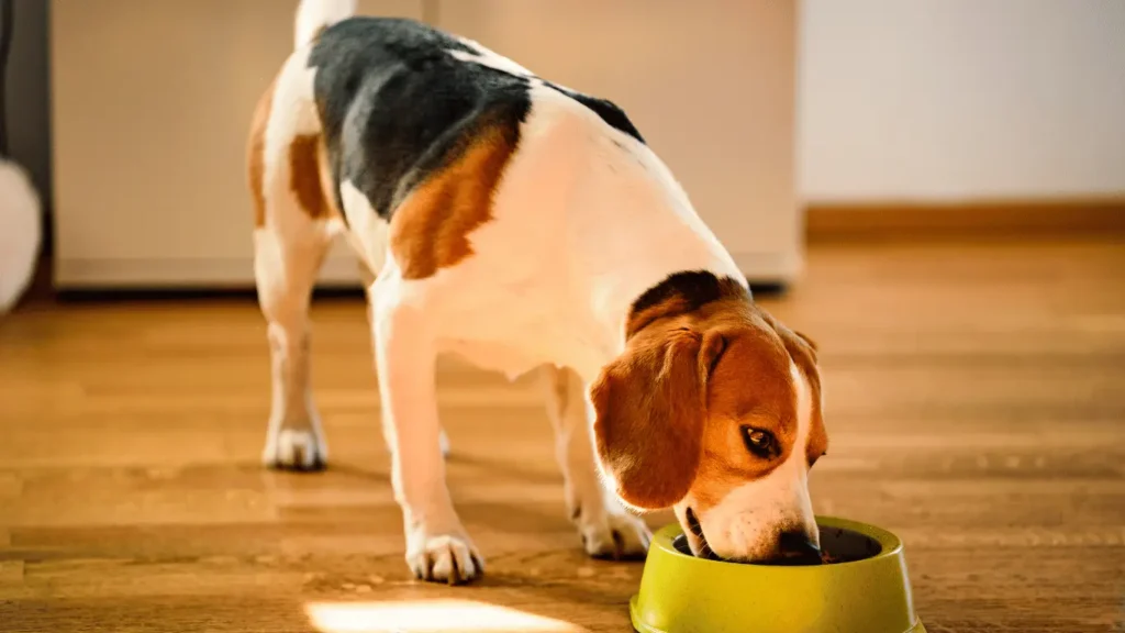 Can dog eat tomatoes
