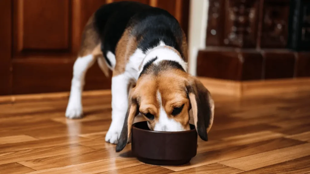 Can dog eat tomatoes