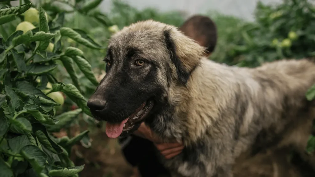 Farmers dog
