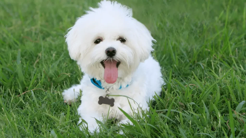 Boy Dog Names
