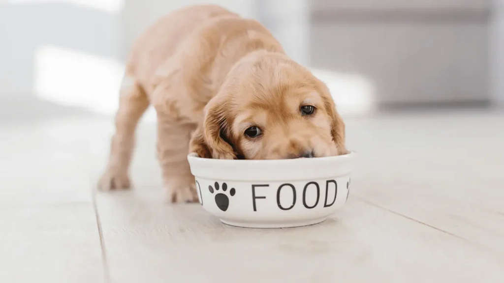 Can dogs eat garlic