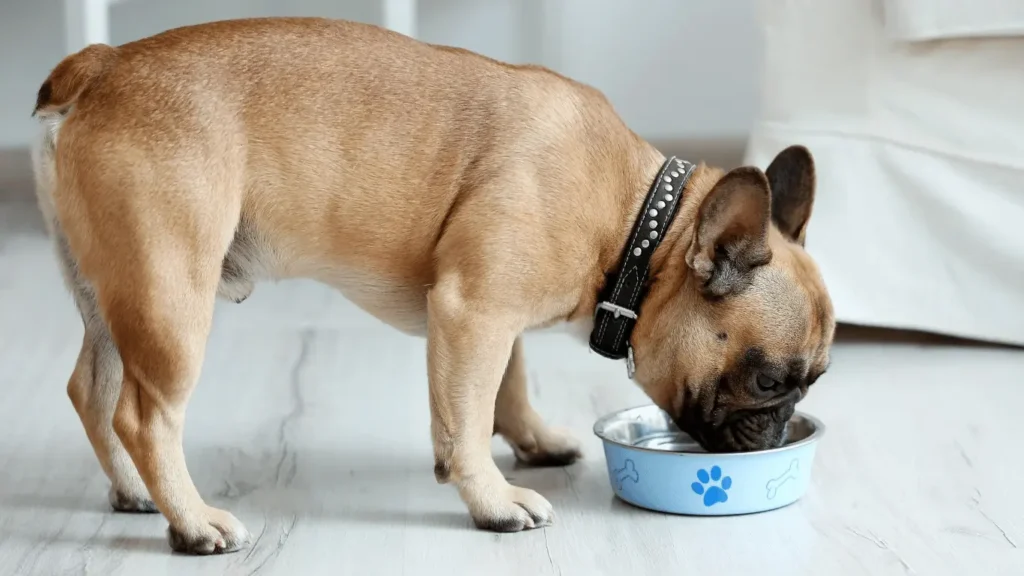 Can dogs eat garlic