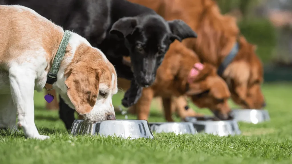 Can dogs eat garlic