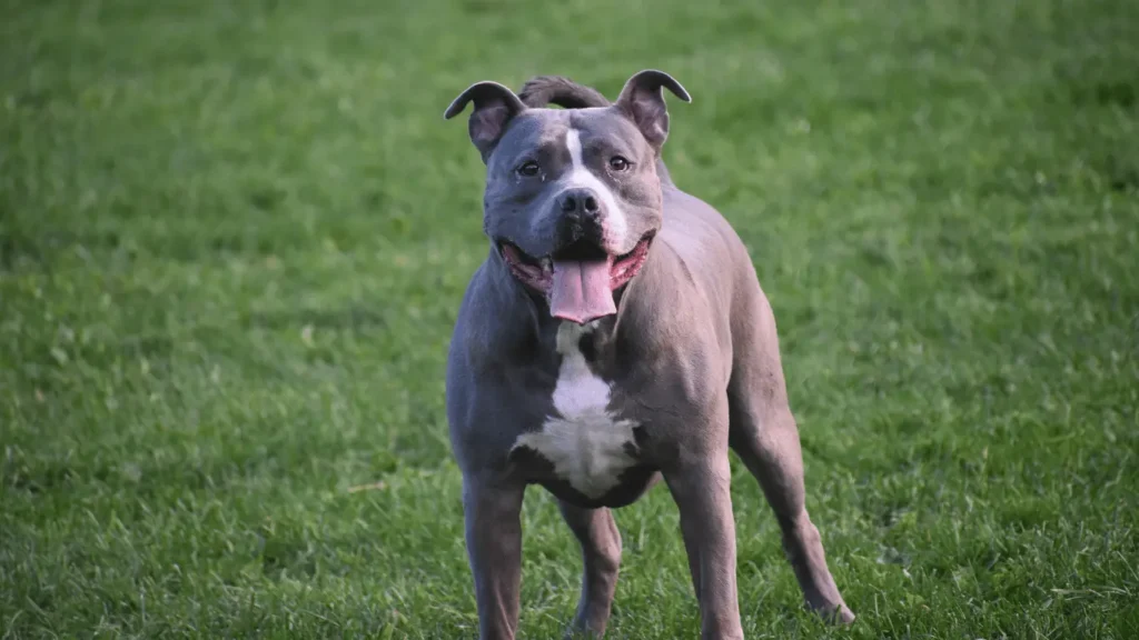 Pitbull dog