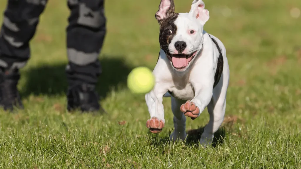 Pitbull dog