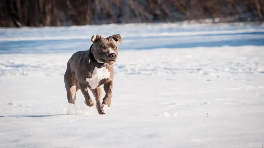 best dog food for Pitbull
