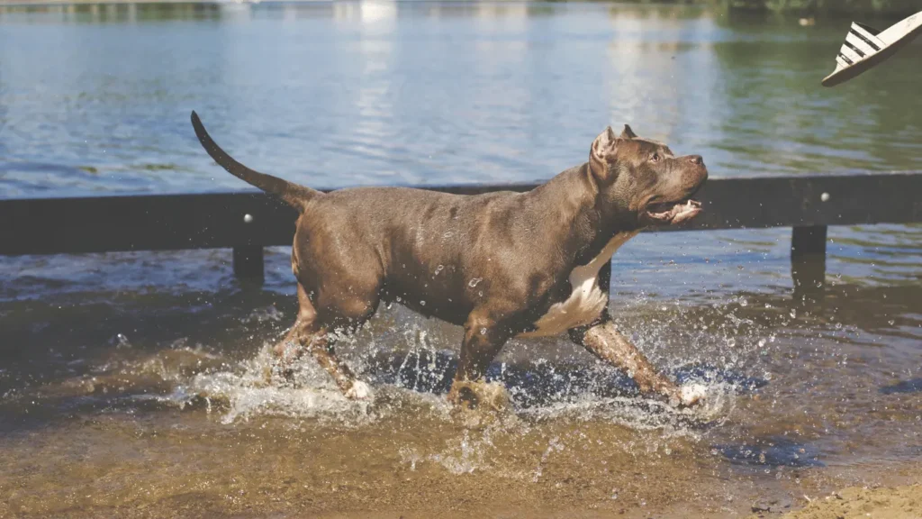 best dog food for Pitbull