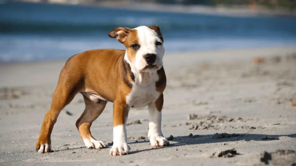blue pitbull dog