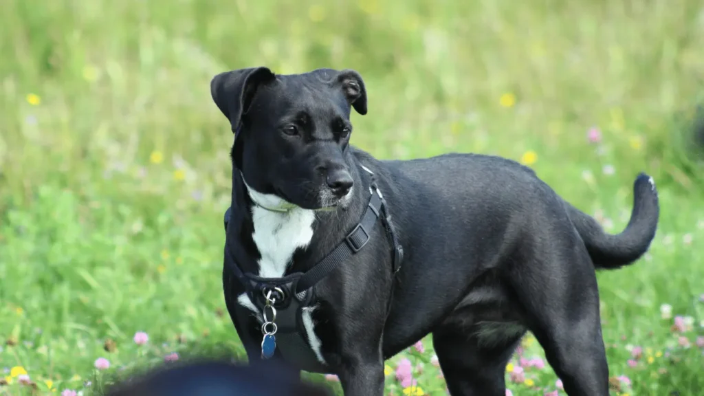 lab dog mix with pitbull