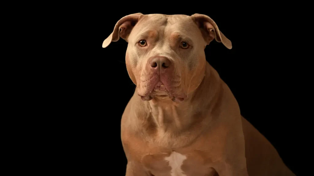 lab dog mix with pitbull