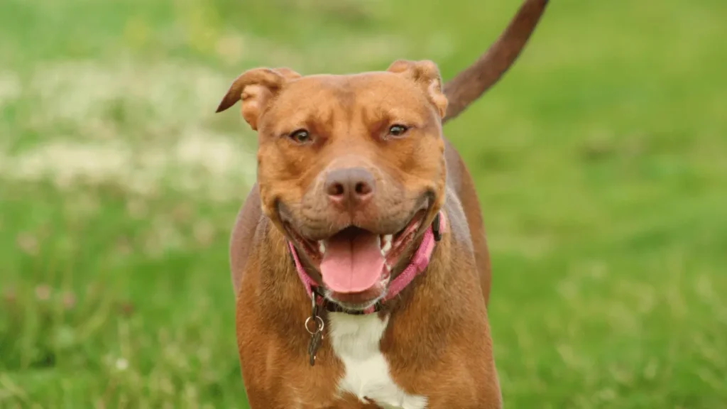 Pitbull dog price