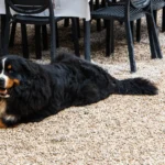 Ethical and Legal Responsibilities in Bernese Mountain Dog Rescue