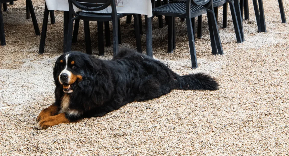 bernese mountain dog bedding