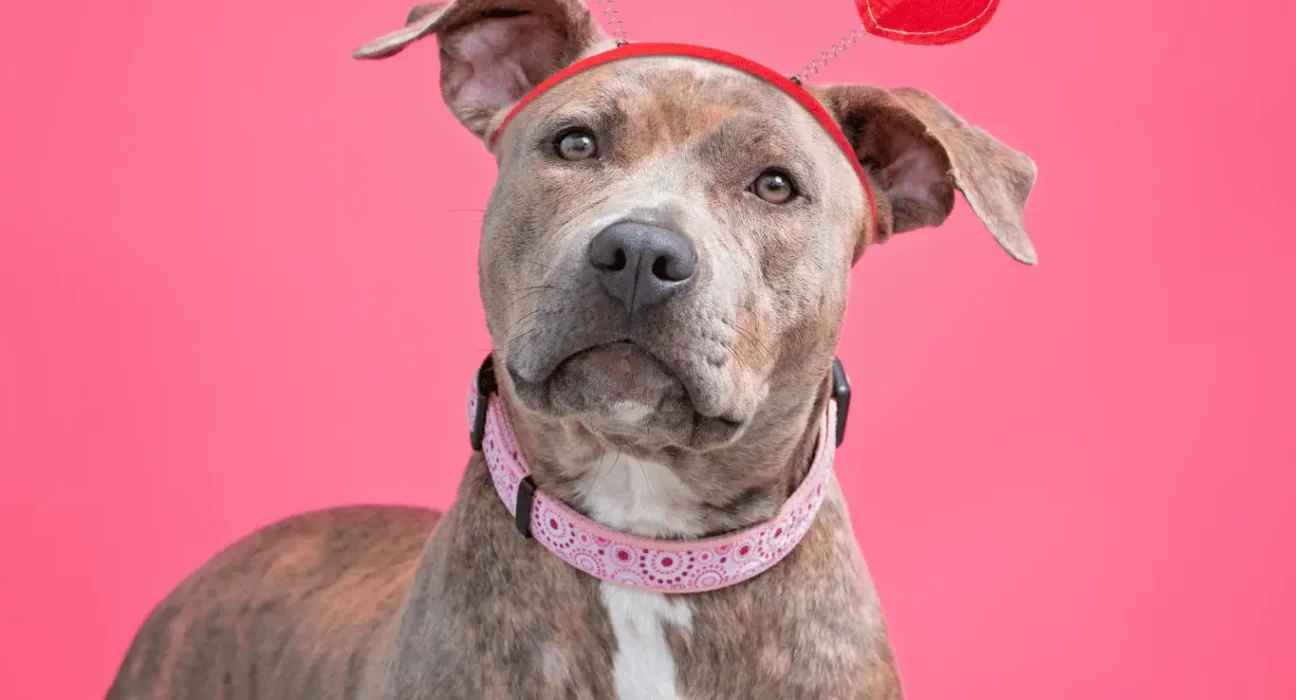 best dog food for pitbulls