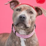 What Makes the Blue Pitbull a Popular Companion Pet