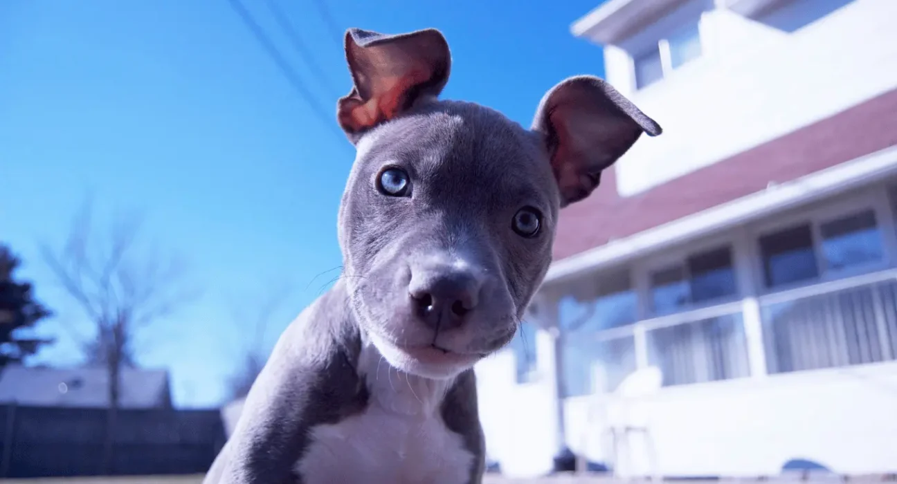 blue pitbull dog