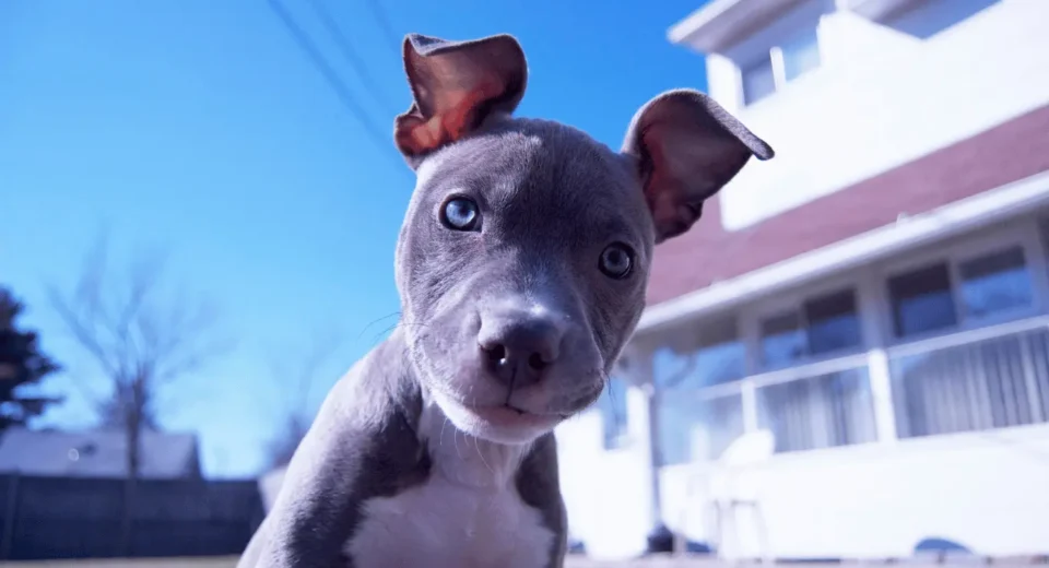 blue pitbull dog