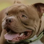 What Makes the Blue Pitbull a Popular Companion Pet