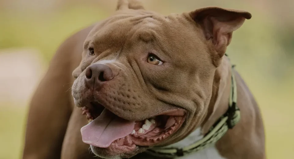 lab dog mix with pitbull