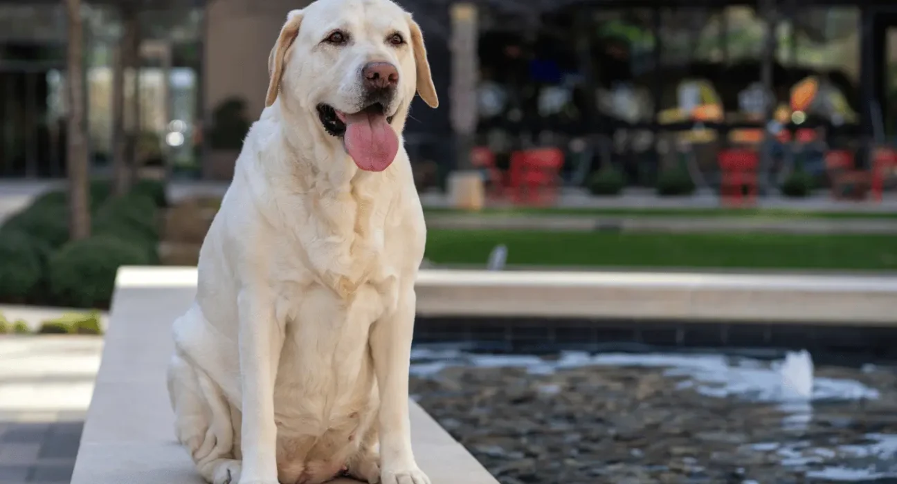 Dog park near me