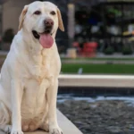 20 big fluffy dog breeds included characteristics and history