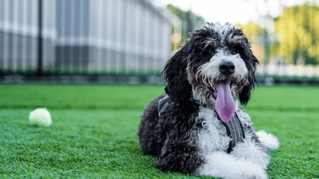 Dog park near me