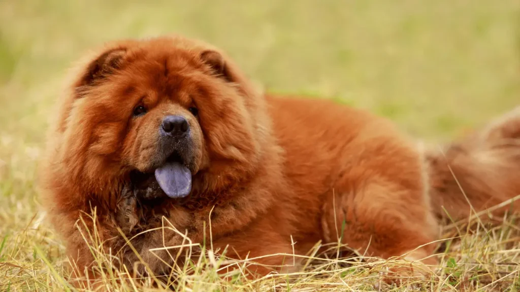 Big fluffy dog breeds