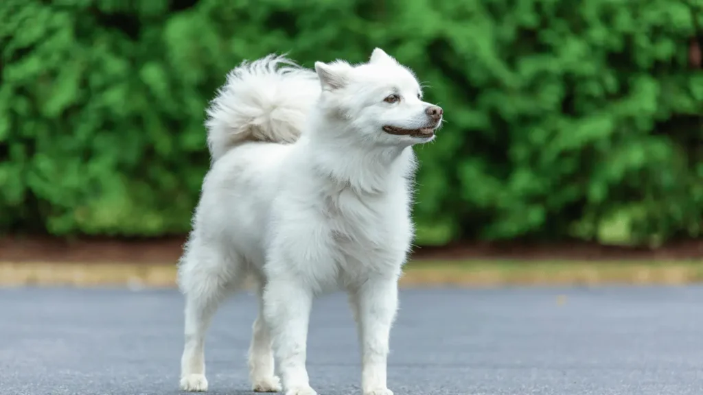 Big fluffy dog breeds